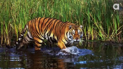 Animals Were Harmed in the Making of These Films