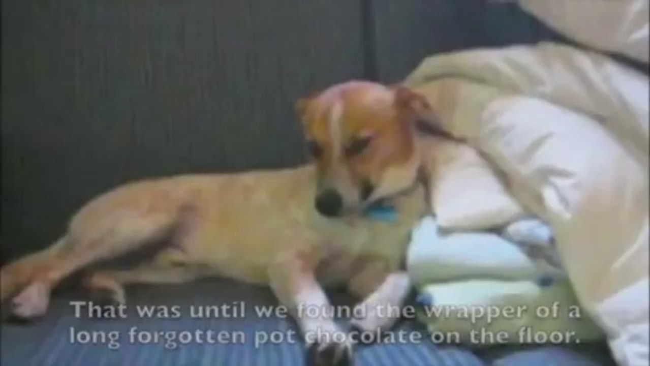Funny Dogs HIGH on Weed Brownies Compilation_