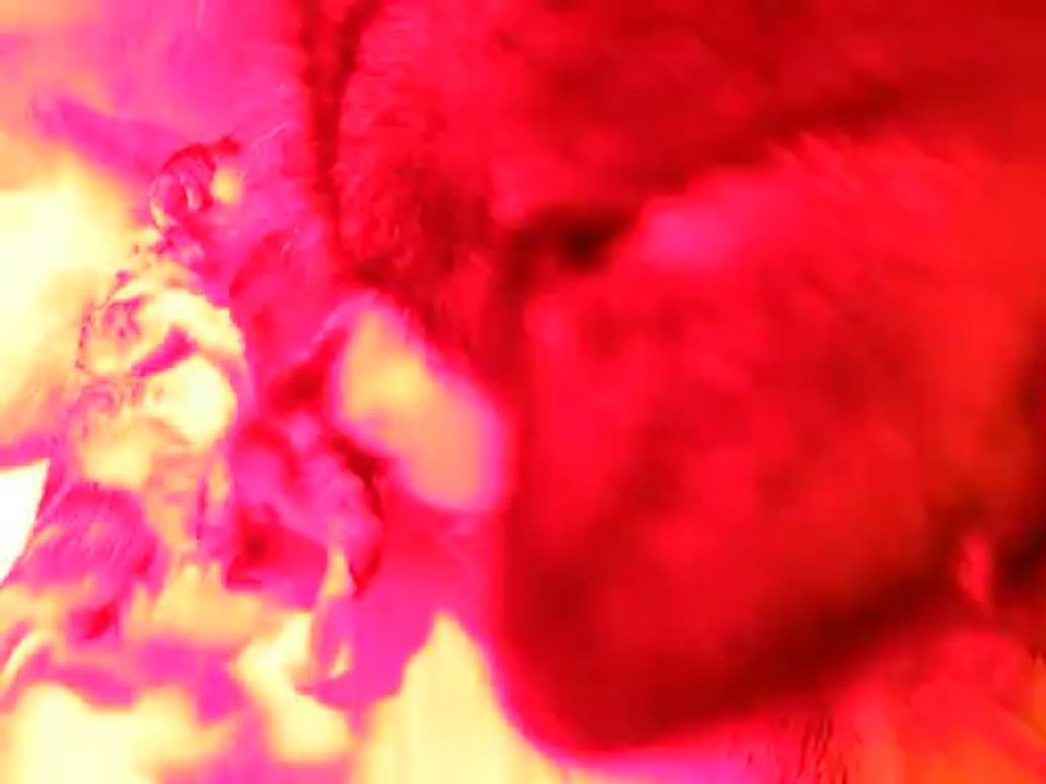 Dina portée 2013 (mise bas)