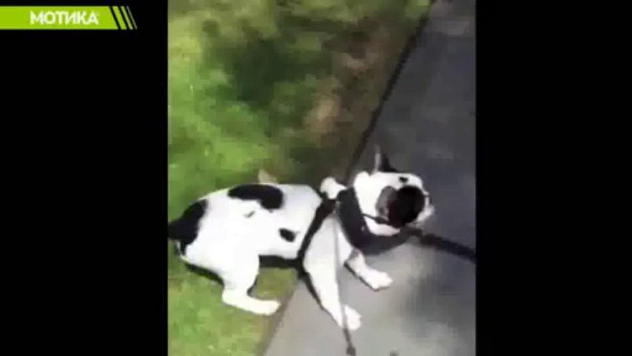 МОТИКА: Кучето не сака да си оди дома, сака да оди во самопослуга :)