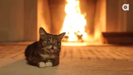 Lil BUB Magical Yule LOG Video