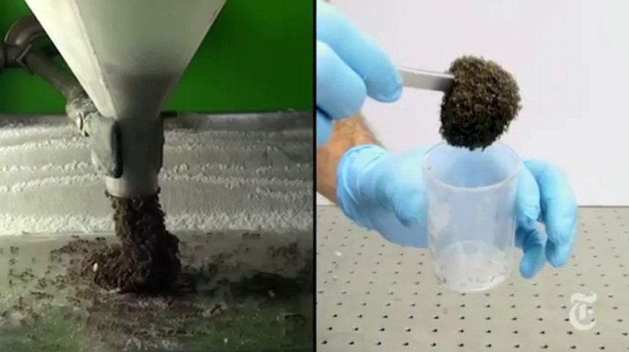 The Incredible Physics of Ants