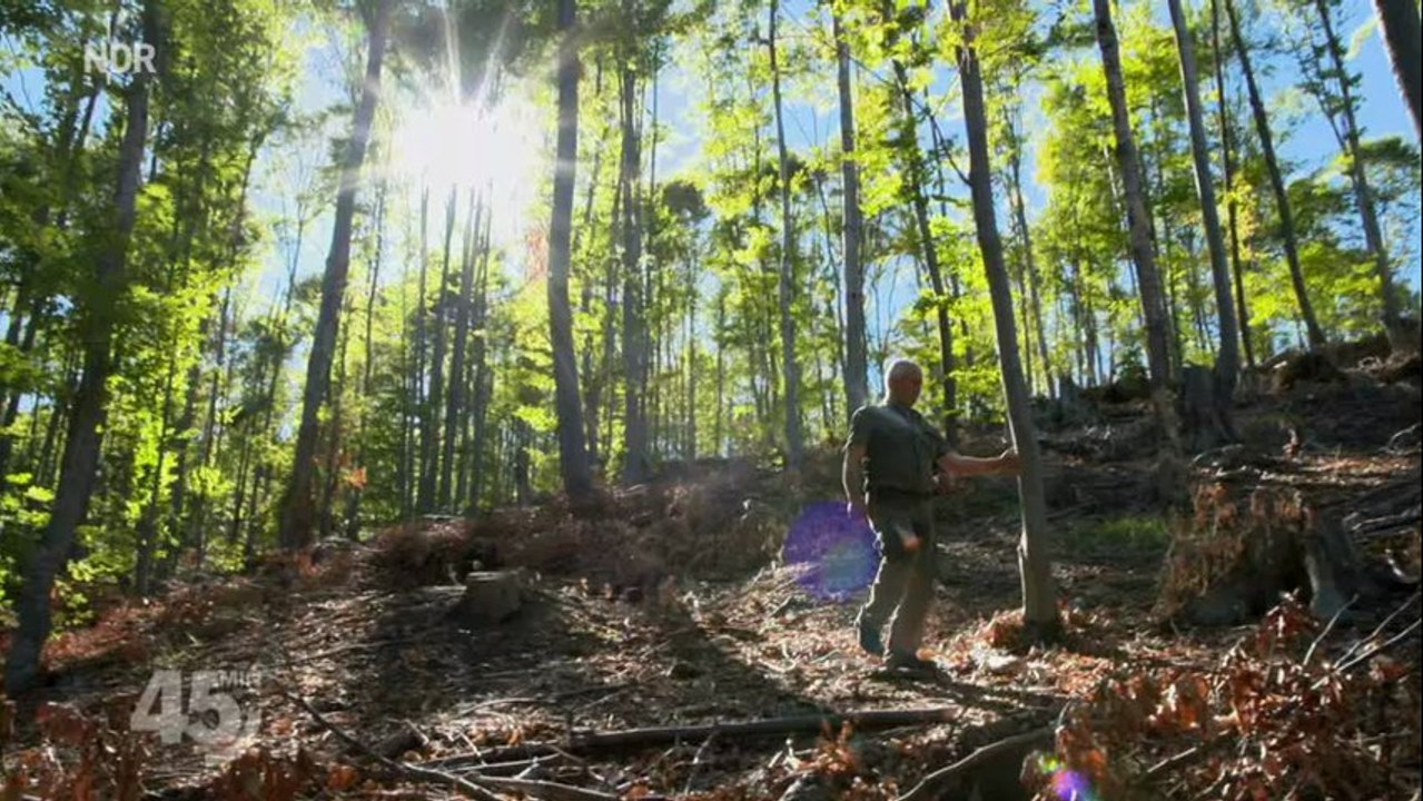 Billiger, besser, klimaschonend Die Holzlüge