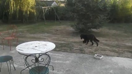Setter Gordon-Hangoon-Coulé sur-Pigeon-dans-Jardin