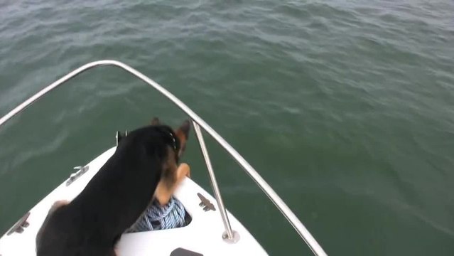 Le chien veut nager avec des dauphins
