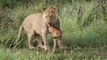 Un lion sauve un bébé gnou