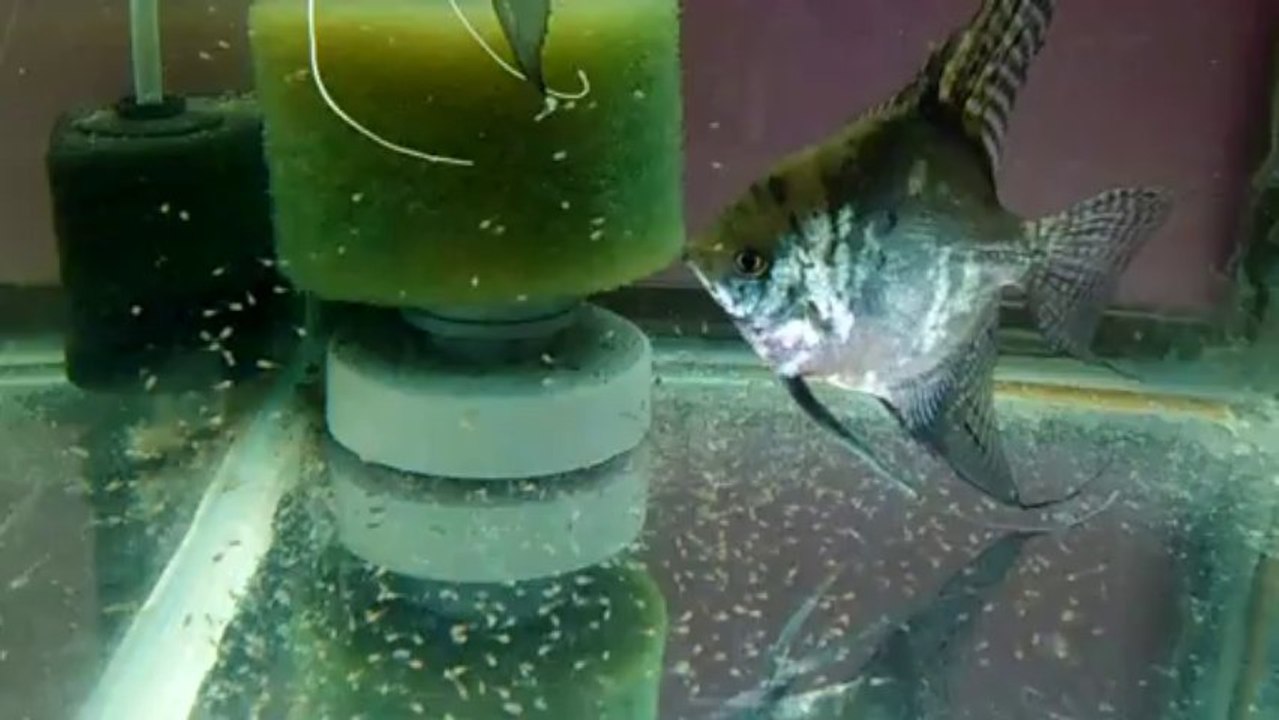 chocolate /Blue Angel