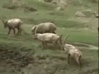 Video sul Parco del Gran Paradiso