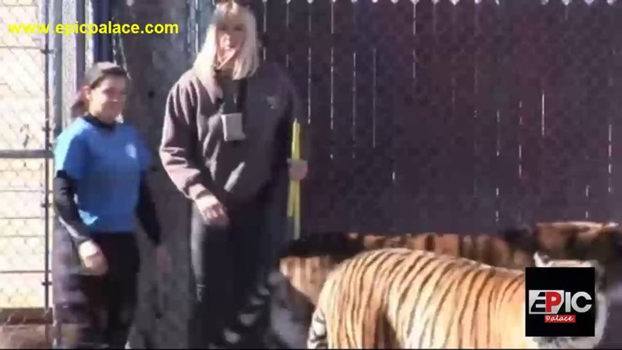 See How Tigers Are Trained