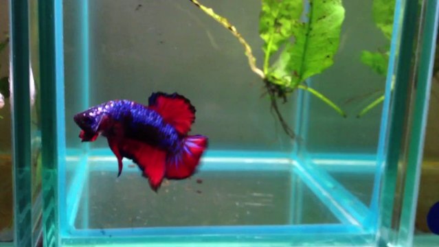 SOLD - Church Window Fancy Halfmoon Plakat Betta Male