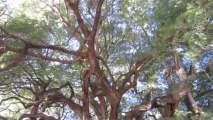 CYPRÈS DE 2000 ANS DANS LE VILLAGE DE TULE  ÉTAT D'OAXACA  (MEXIQUE)  LE  17 NOVEMBRE 2013