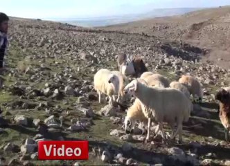 Tek Kulak ve Tek Gözlü Koyun Görenleri Şaşırtıyor