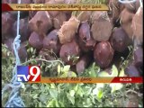 Red Sandalwood smuggling continues in Chittoor, worth of 1 crore seized