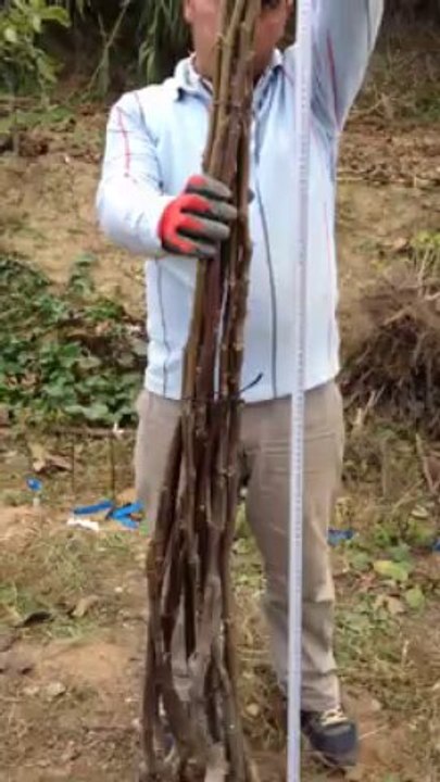 Chandler-Çetnır Ceviz Fidanı-Aşılı Ceviz fidanı-150 cm'lik-Birinci Sınıf Ceviz Fidanı