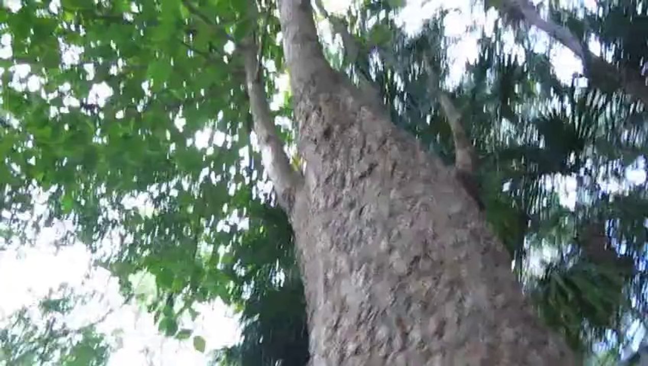 Inside a Hollow Tree