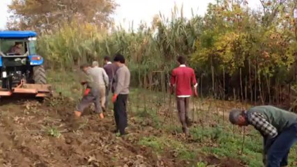 Ceviz fidanı sökülmesi-açık kök-aşılı-chandler-çetnır