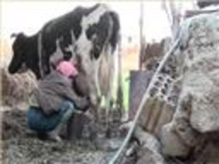 المواشي والدواجن في ريف دير الزور