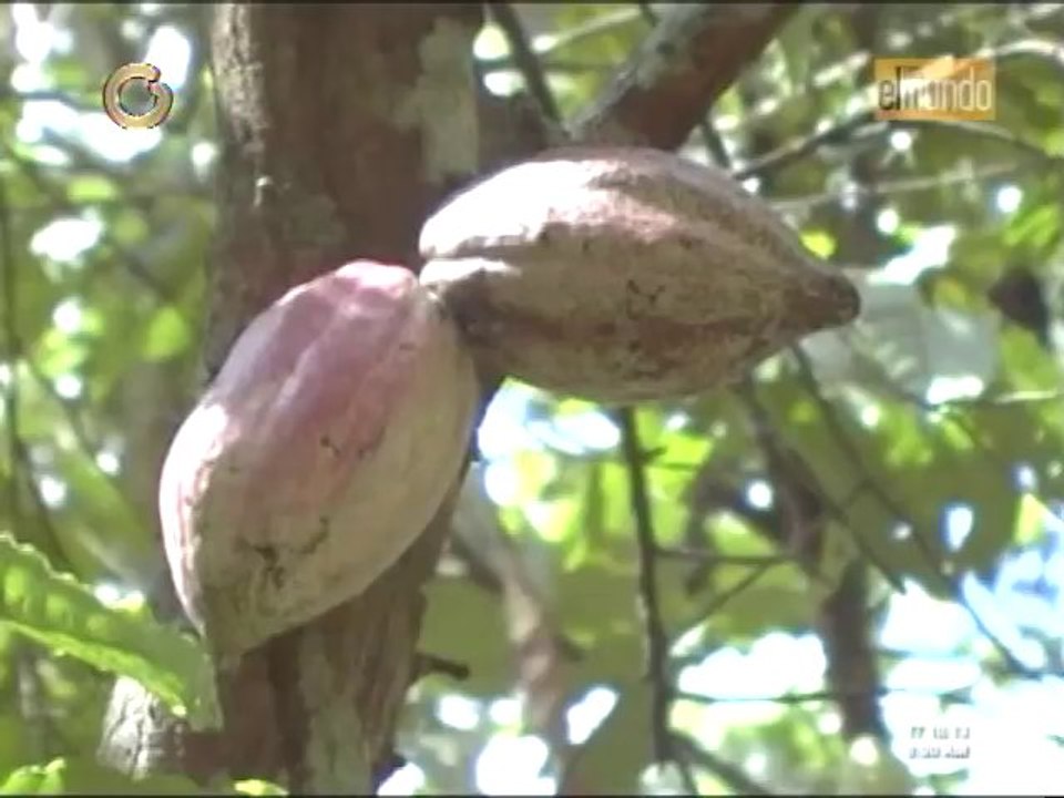 Cacao