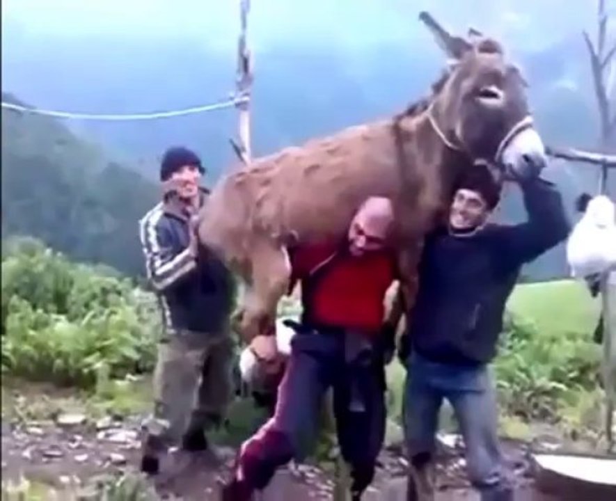 Un homme soulève un âne avec sa force