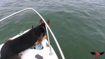 Cane cerca di giocare con dei delfini