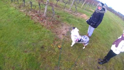 RECHERCHE UTILITAIRE a cani sport 33