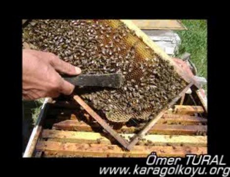 karagolkoyu.org - Karagöl Köyü Bal Diyarı