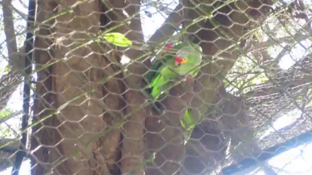 PERROQUETS A MERIDA   ETAT DU YUCATAN  (MEXIQUE)  LE 31 NOVEMBRE 2013