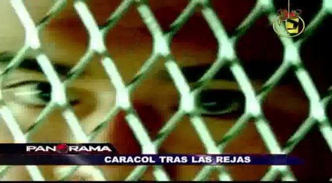 Caracol tras las rejas: el delincuente preso que sembró muerte en el Callao