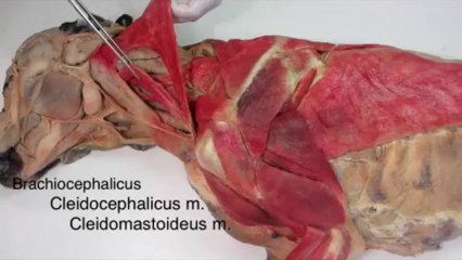 Anatomy Helping Video: Dissection of Dog (1 of 3)