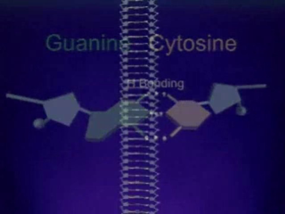 DNA STRUCTURE