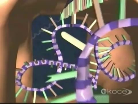 From RNA to Protein Synthesis