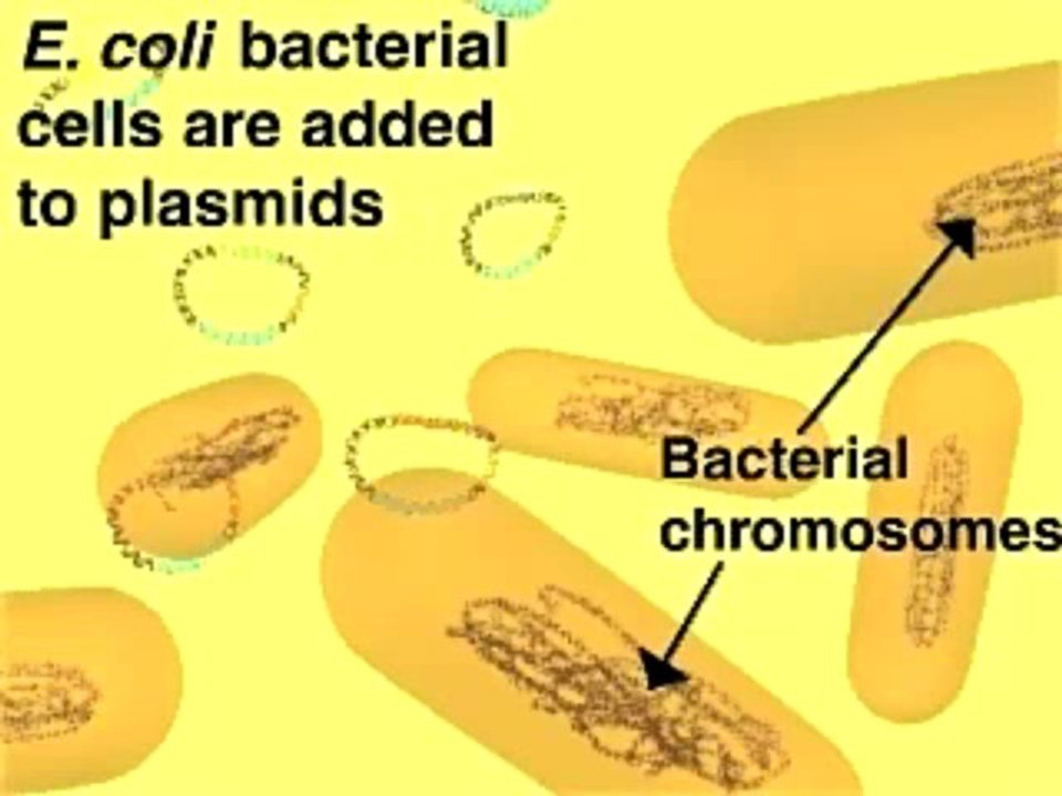 Plasmid Cloning
