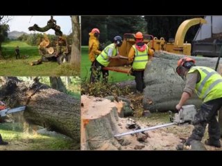 Amazing Tree Surgeon Around The World By North london tree surgeon