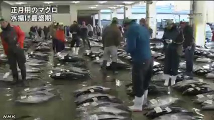 20131223和歌山 正月用の生マグロ水揚げ最盛期