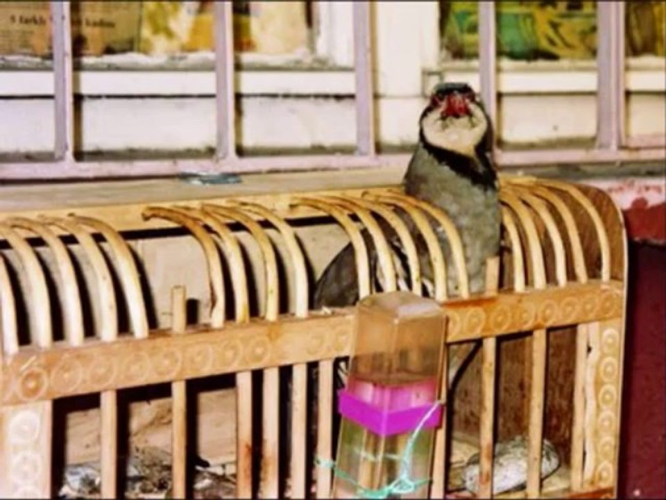 ali gencebay vay canim vay sarki hasim koc muzik yapim.wmv