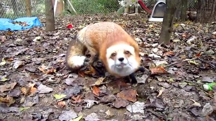 Renard excité de voir un humain