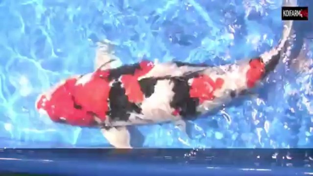 koifarm ND Azukari in japan 2013