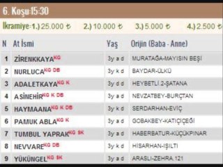 kocaeli at yarışı