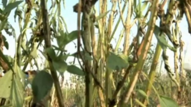 Plague of locusts invades Yemen causing misery for farmers