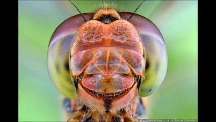 PULSE 2000 - 2001 Musica Electronica del Recuerdo Dance . www.facebook.com_leinadpic