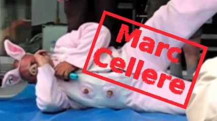 Screaming Pigs (Original composition by Marc Cellere)