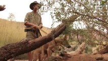 حيوانات الدينغو رمز استراليا مهددة بالاندثار