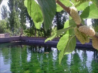 Canan Özacar - Kurban Olduğum