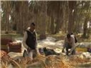 موسم جني التمور بواحات نفزاوة بتونس