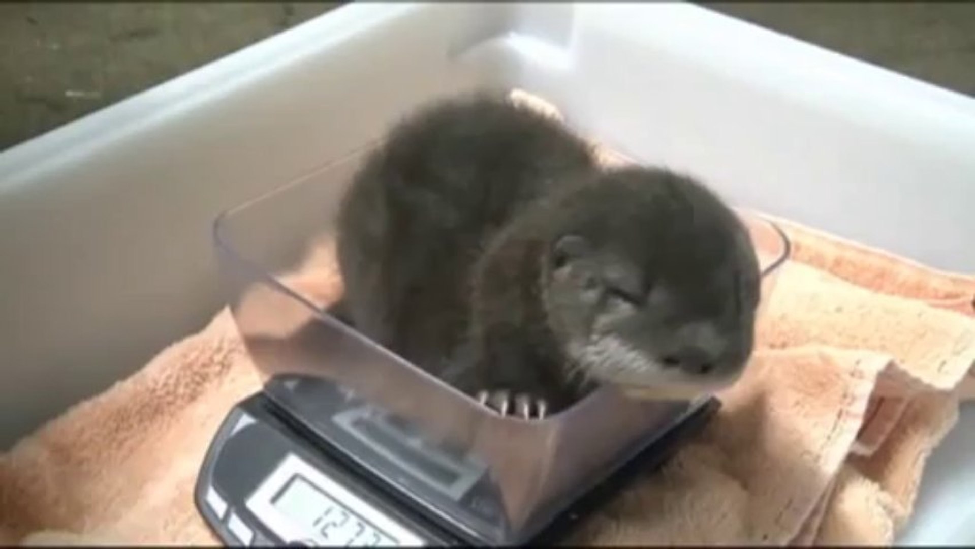 Un Bebe Loutre Trop Trop Mignon Video Dailymotion