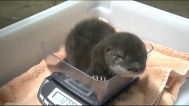 Un bébé loutre trop trop mignon!