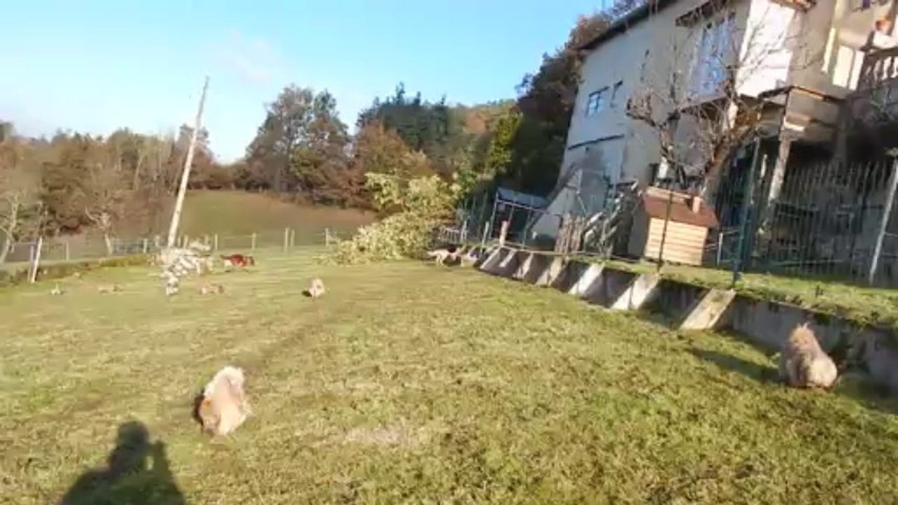 les chiots en decembres 008