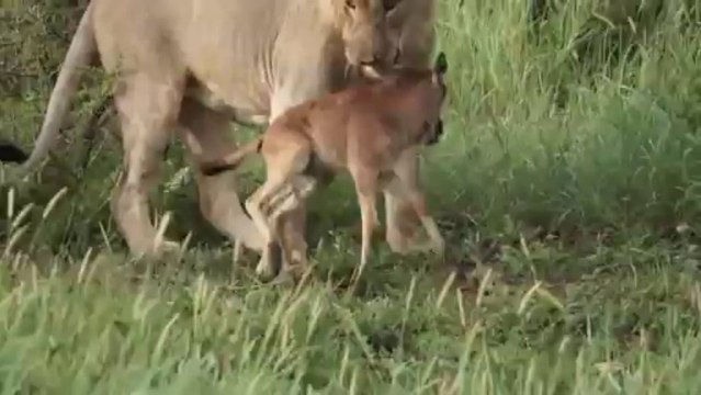 A Lion saves a baby gnu cub from the attack of another lion... Awesome!