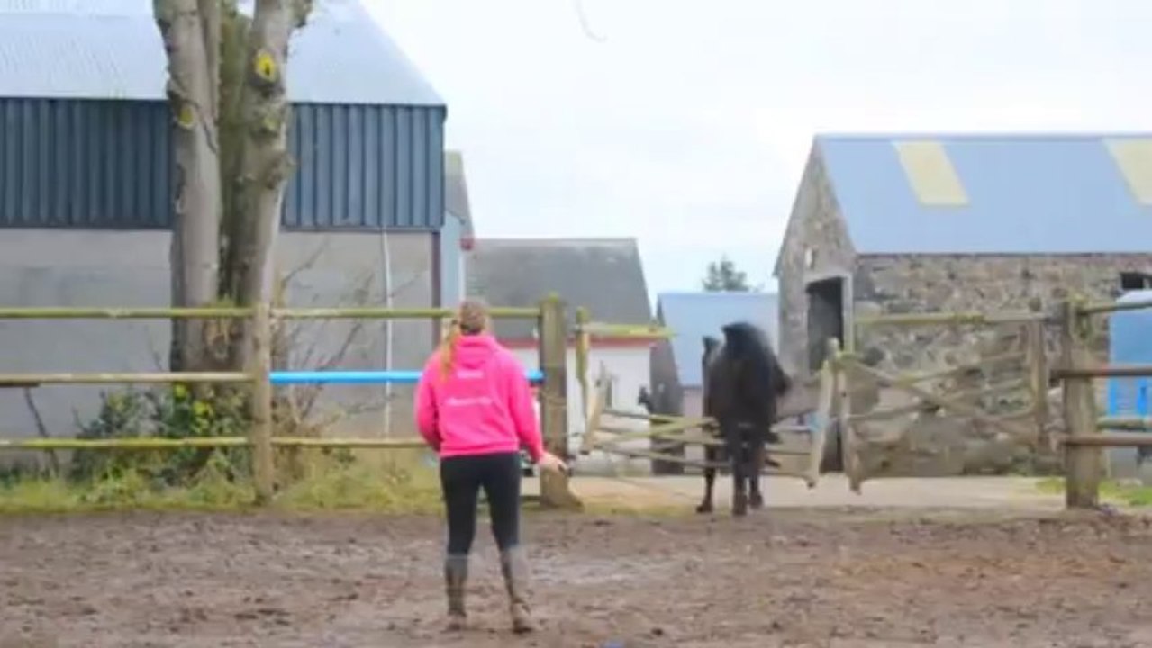 Le Cheval qui casse tout sur son passage!