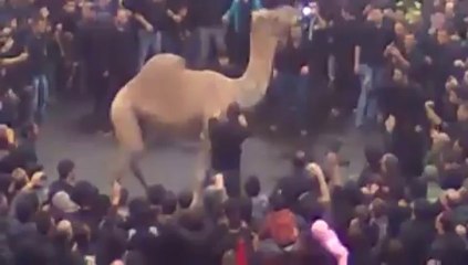 Sacrifice raté! Le dromadaire s'échappe et écrase tout le monde!